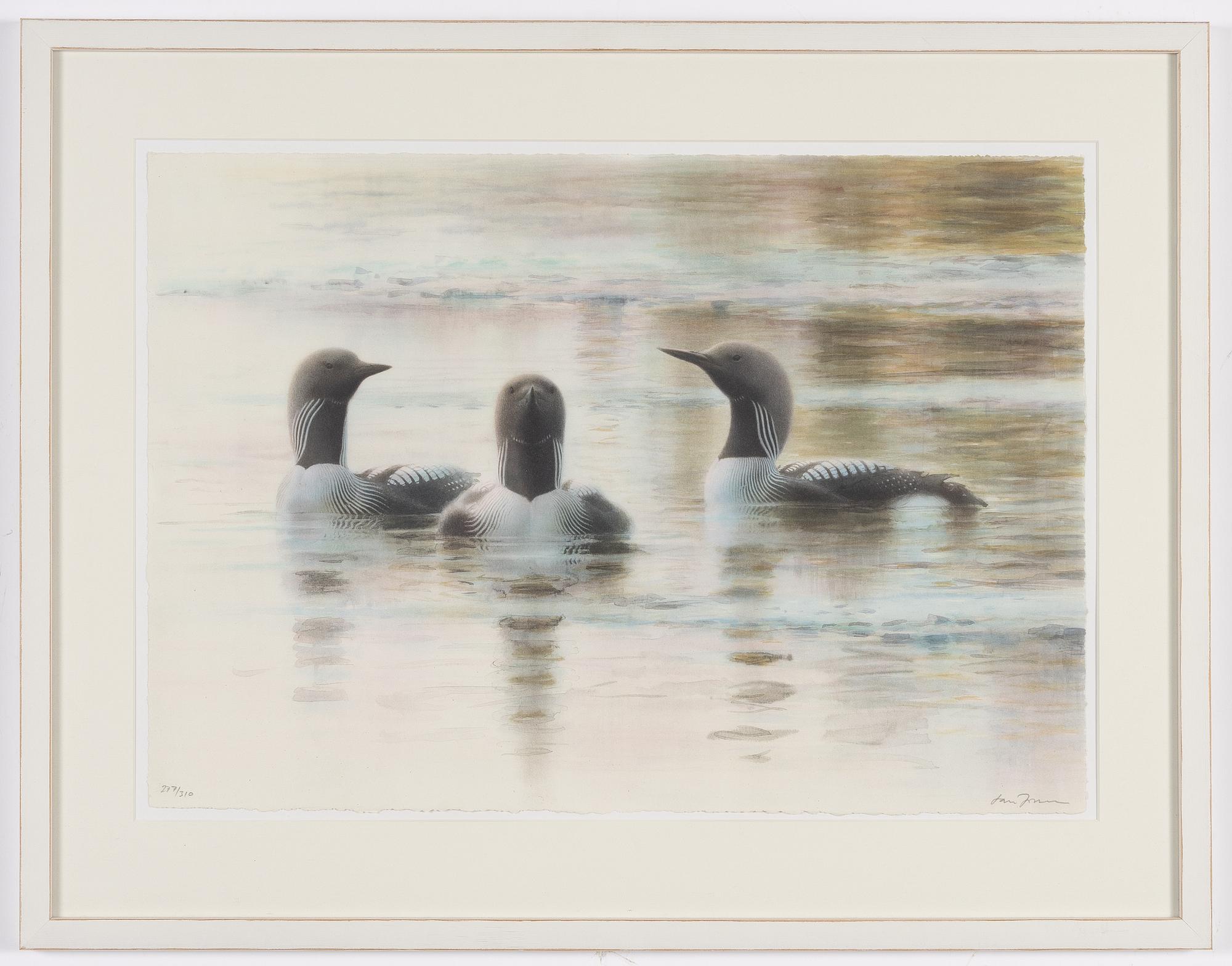 Lars Jonsson, Great Northern Diver.