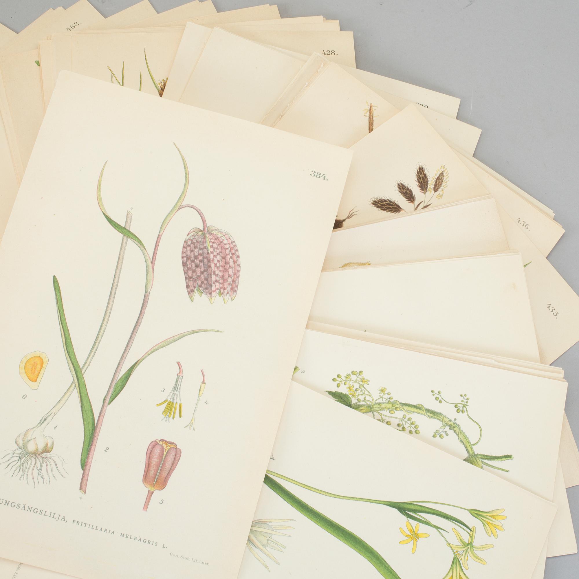 LITHOGRAPHIC PRINTS, approximately 100 psc, "Nordens flora", C.A.M Lindman, first half of the 20th century.