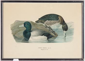 LITOGRAFISKA TRYCK, 10 styck, ur M och W von Wright, Svenska fåglar. Utgivna av A Börtzells.