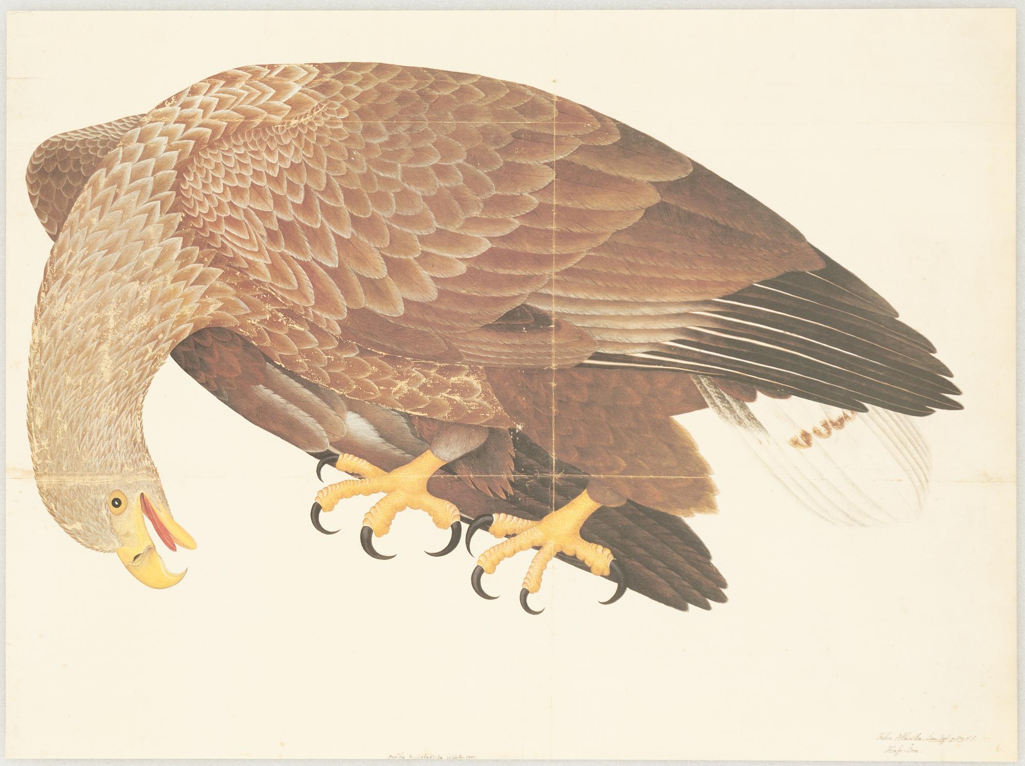 Olof Rudbeck d.y., "Svenska fåglar".