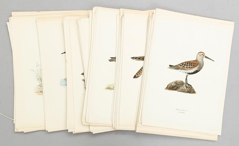 LITOGRAFISKA TRYCK, ca 200 st, ur von Wrights "Svenska fåglar", utgivna av A Börtzells, 1920-tal.
