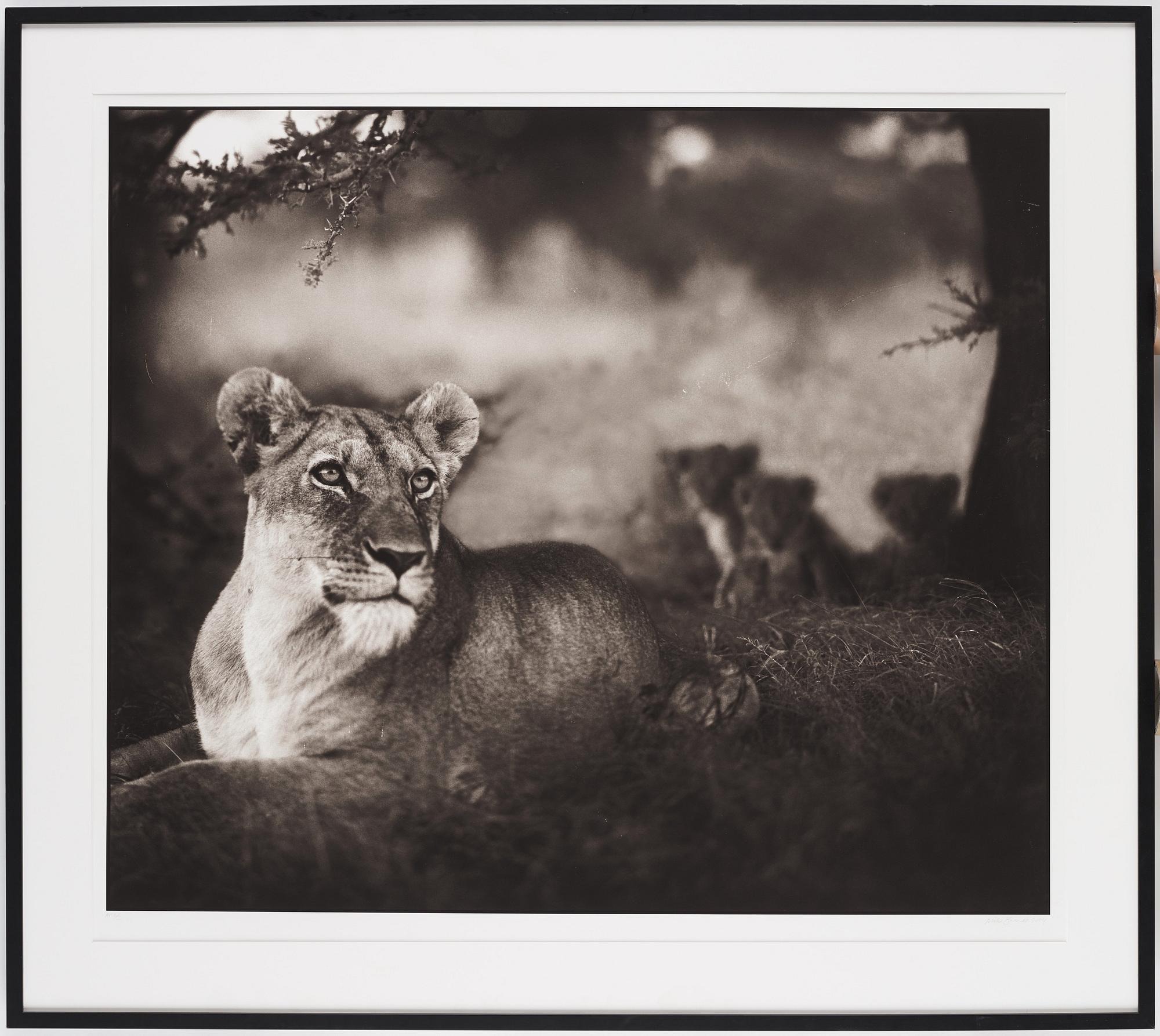 Nick Brandt, "Lioness with Cubs Under Tree, Serengeti, 2004".