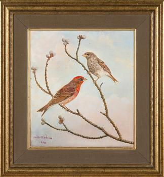 Niilo Vainio, Common rosefinches.