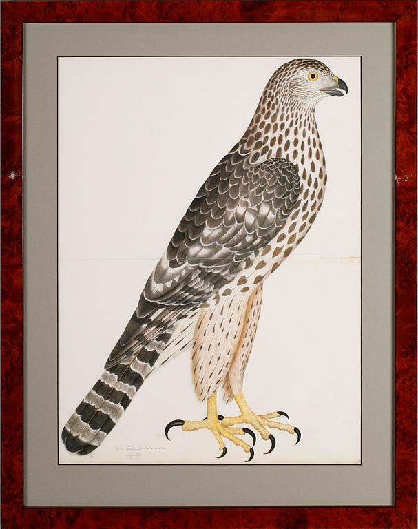 RUDBECK, OLOF D.Y, efter, 5 st, faksimil av fågelplanscher, 1900-talets andra hälft.