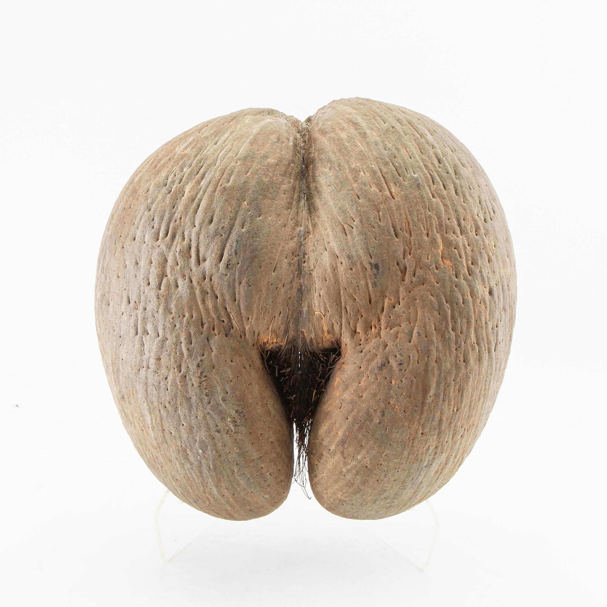Double coconut, also known as Coco de Mer, Lodoicea maldivica.