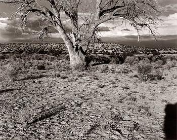 298. Denis Piel, "Nature in New Mexico".