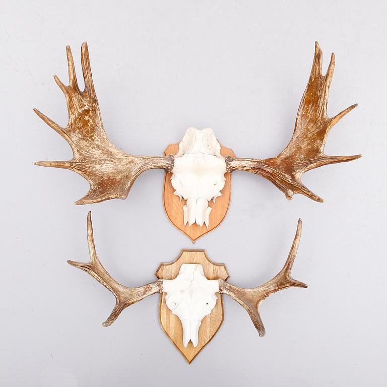 JAKTTROFÉER, älghorn, 2 st, 1900-talets första hälft.