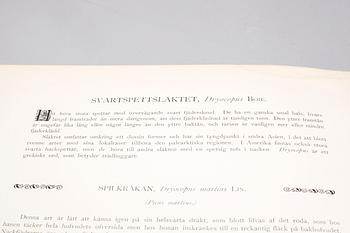 M, W & F VON WRIGHT, books, three volumes, 'Svenska fåglar', A. Börtzells tryckeri AB Stockholm, 1924-1929.