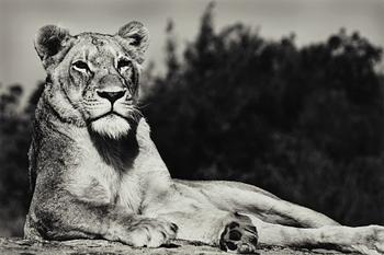 Håkan Ludwigson, "Londolozi", 2008.