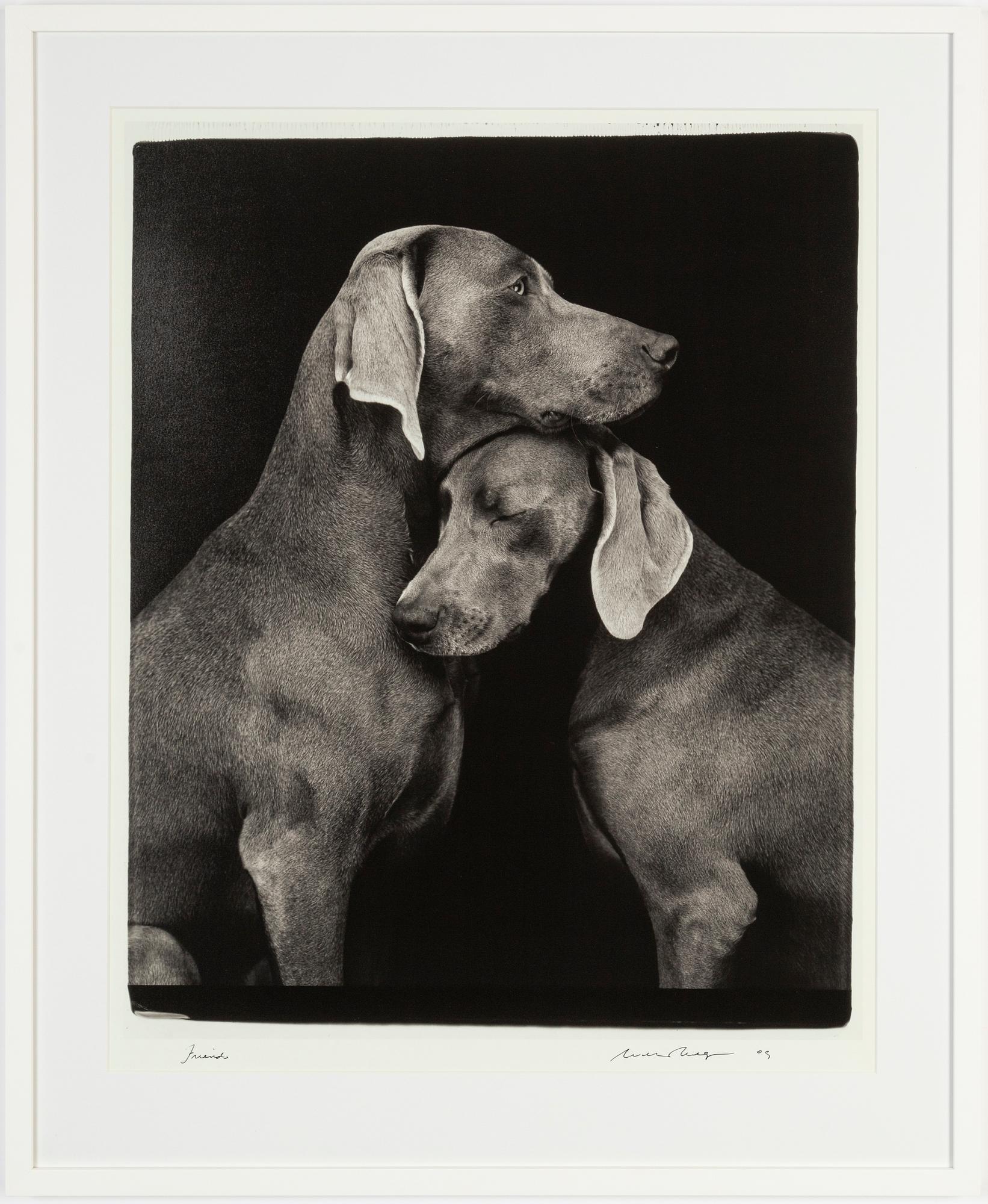 William Wegman, archival pigment print, 2009, signerat. Numrerat 114/1500 a tergo.