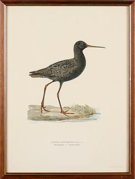 LITOGRAFISKA TRYCK, 13 st, ur von Wrights "Svenska fåglar", A. Börtzells, Stockholm.