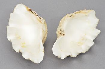 SNÄCKA, 2 delar, "Tridacna Gigas Clams", 1900-tal.