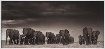 Nick Brandt, "Elephants and Egrets after storm, Amboseli, 2007".