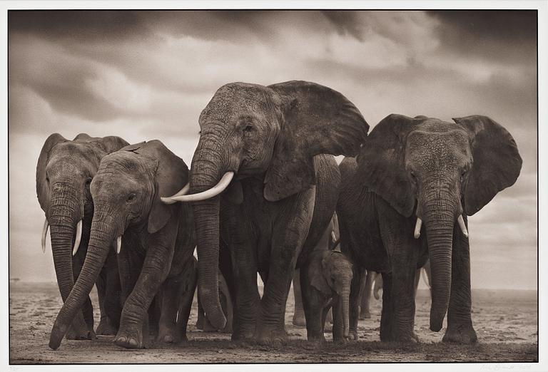 Nick Brandt, "Elephant Five, Amboseli", 2008.