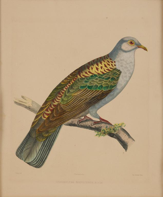 A set of eight plates from "Iconographie des pigeons" by Charles Lucien Bonaparte.