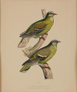 A set of eight plates from "Iconographie des pigeons" by Charles Lucien Bonaparte.