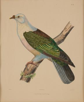 A set of eight plates from "Iconographie des pigeons" by Charles Lucien Bonaparte.