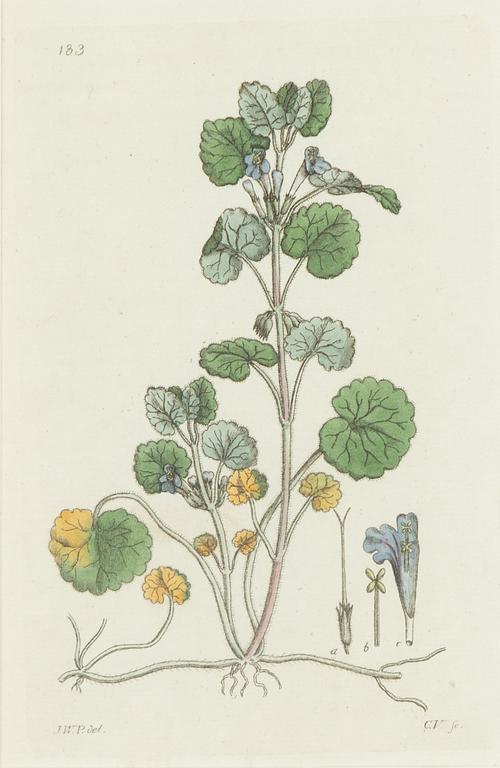 Twelve hand-coloured engravings, J.W. Palmstruch, from 'Svensk Botanik', 1802-1840.