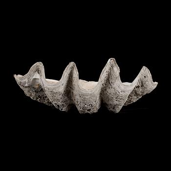 MUSSLA, fossil.