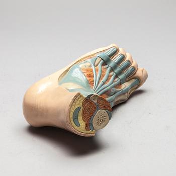 ANATOMISK MODELL, plast, 1900-talets mitt.