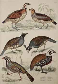 ALEXANDER WILSON, gravyrer, 2 st, handkolorerade.