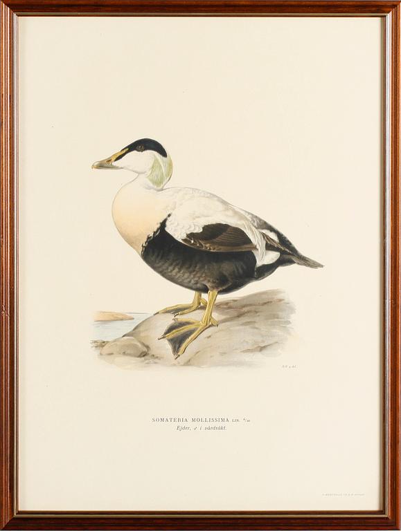 LITOGRAFISKA TRYCK, 13 st, ur von Wrights "Svenska fåglar", A. Börtzells, Stockholm.