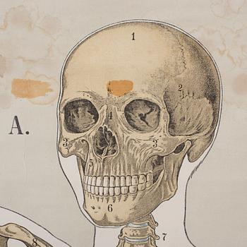 PLANSCH, 1900-talets första hälft.