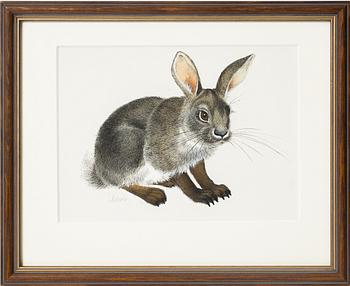 Ilon Wikland, Hare.