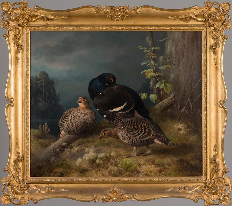 Ferdinand von Wright, Black grouses at a pinetree.