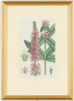 Twelve hand-coloured engravings, J.W. Palmstruch, from 'Svensk Botanik', 1802-1840.