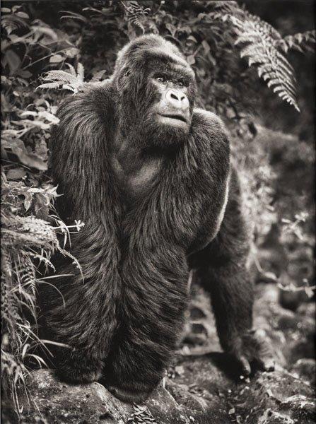 Nick Brandt, "Gorilla on Rock, Parc des Volcans", 2008.