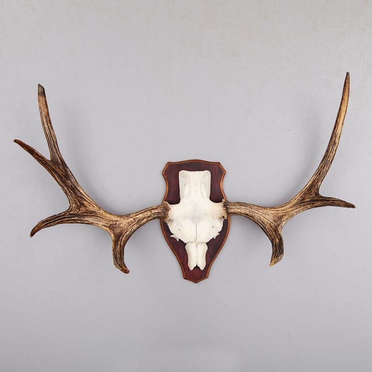 JAKTTROFÉ, 1900-tal.