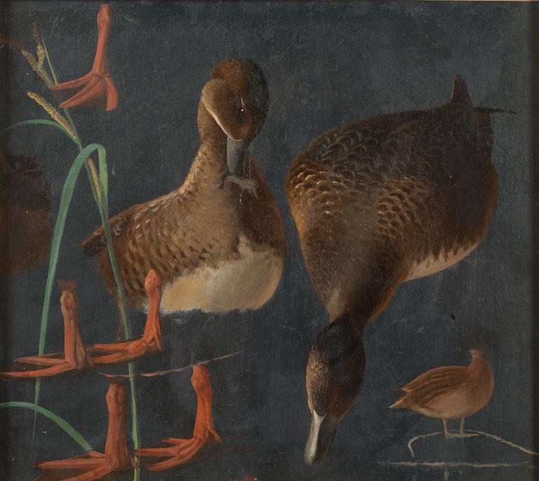 MAGNUS VON WRIGHT, STUDY OF DUCKS.