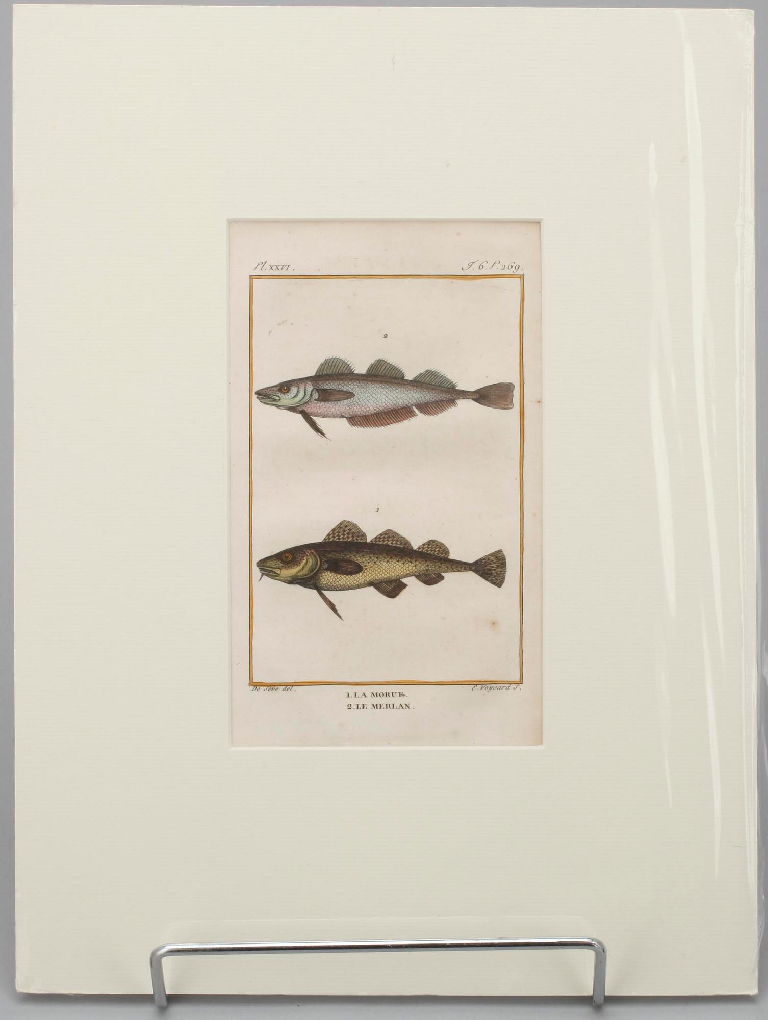 GRAVYRER, 7 st, efter de Seve, "Natural History" de Buffon. Senare upplagor.