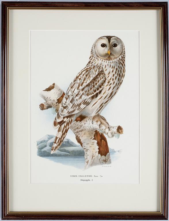 WILHELM & MAGNUS, VON WRIGHT, färglitografi, 4st, 1920.