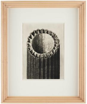 Karl Blossfeldt, "Urformen der Kunst", 1928 (22 st).