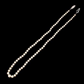 PÄRLCOLLIER, odlade pärlor, lås 18K vitguld.