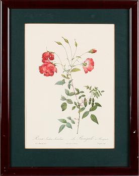 TAVLOR, 5 st, efter Redouté, tryck, 1900-talets andra hälft.