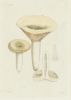 Twelve hand-coloured engravings, J.W. Palmstruch, from 'Svensk Botanik', 1802-1840.