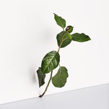 Tony Matelli, "Weed #424".