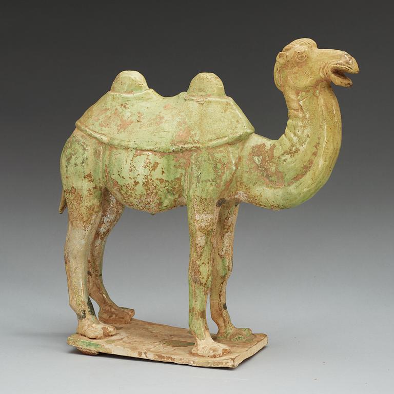 A potted green glazed figure of a camel, Tang dynasty, (618-907).