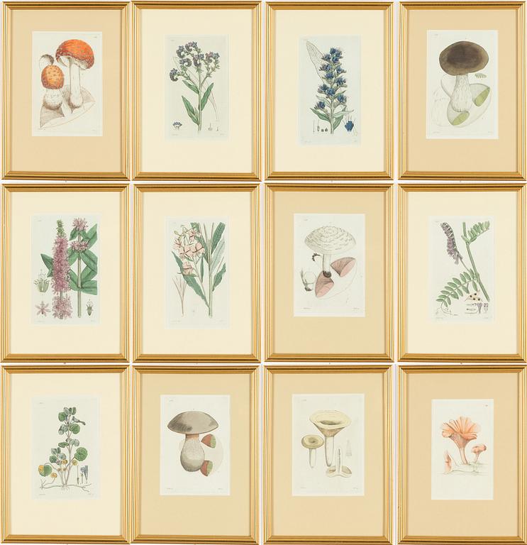 Twelve hand-coloured engravings, J.W. Palmstruch, from 'Svensk Botanik', 1802-1840.