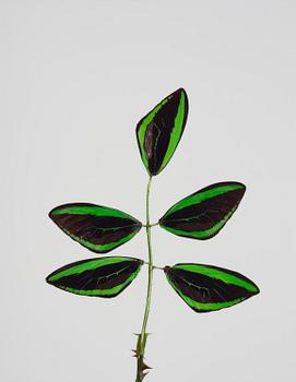 Nathalia Edenmont, "Minaeto", 2007-2008.