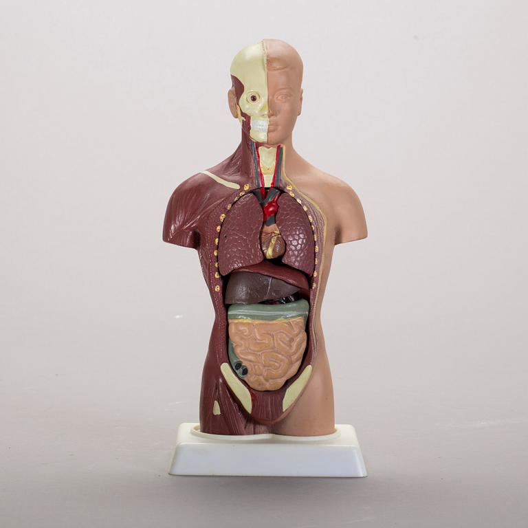 ANATOMISK MODELL, 1900-talet senare del.