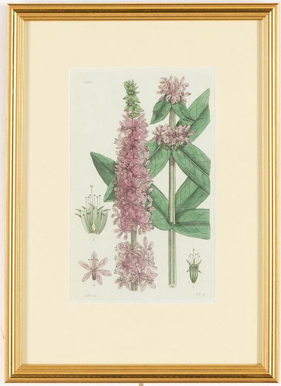 Twelve hand-coloured engravings, J.W. Palmstruch, from 'Svensk Botanik', 1802-1840.