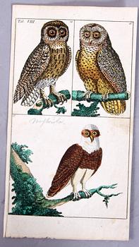 KOPPARSTICK, 4 st, ur Gottlieb Tobias Wilhelm's "Unterhaltungen aus der Naturgeschichte" 1795-c:a 1800.