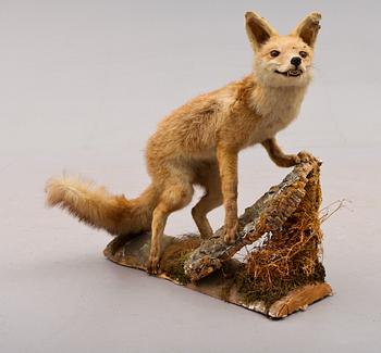 TAXIDERMI: räv, England, 1900-talets första hälft.