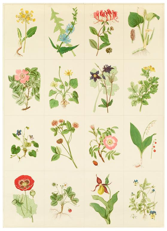 A set of 8 prints after C A Lindman's 'Flora' , the type used by Josef Frank on his Flora pieces.