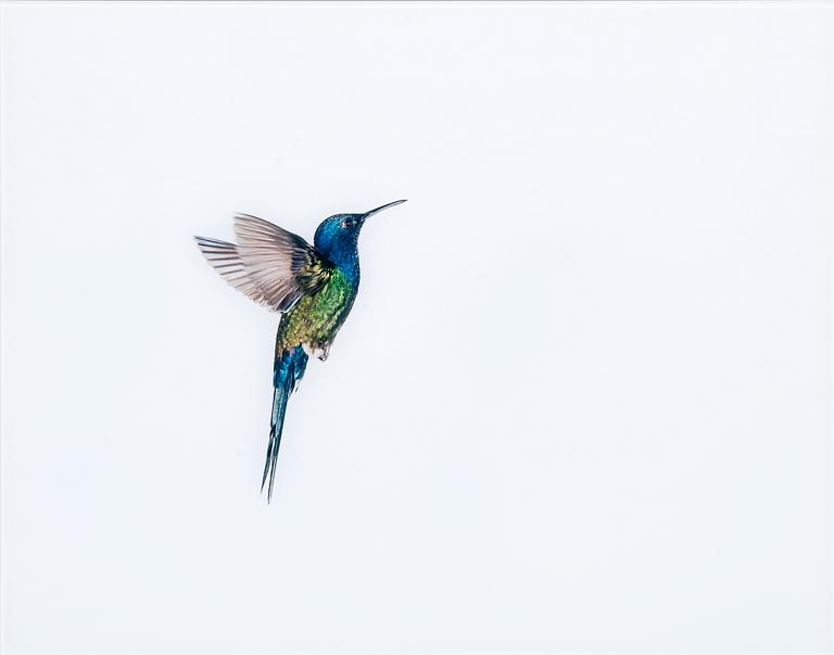 Sanna Kannisto, "HUMMINGBIRD FLIGHT".