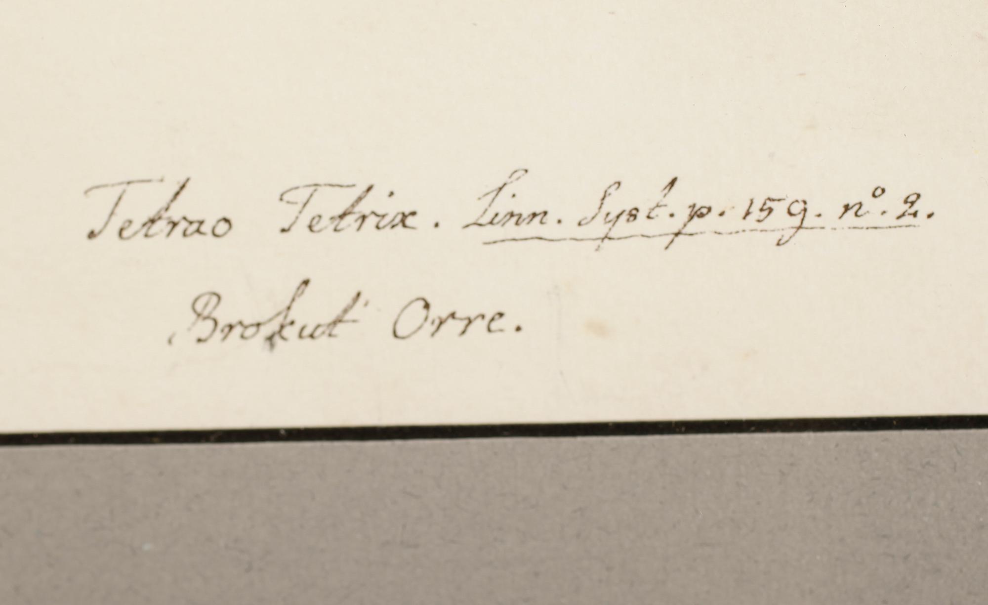 RUDBECK, OLOF D.Y, efter, 5 st, Faksimil av fågelplanscher, 1900-talets andra hälft.